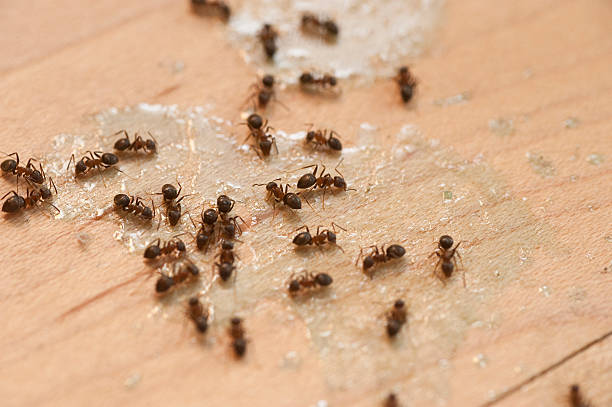 Trusted Tell City, IN Pest Control Experts